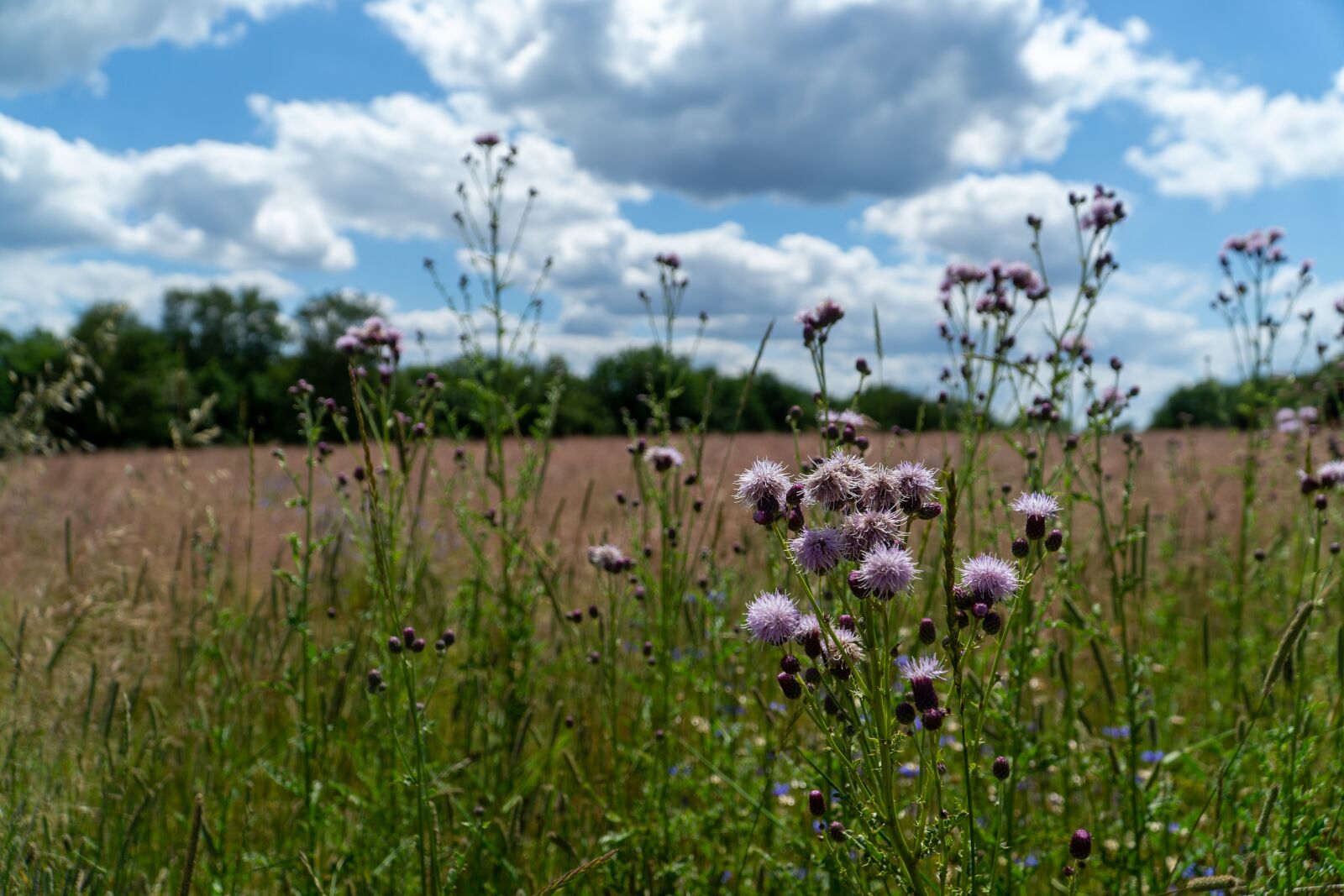 Sony a6000 + Sony E PZ 18-105mm F4 G OSS sample photo. Summer meadow, nature, flowers photography