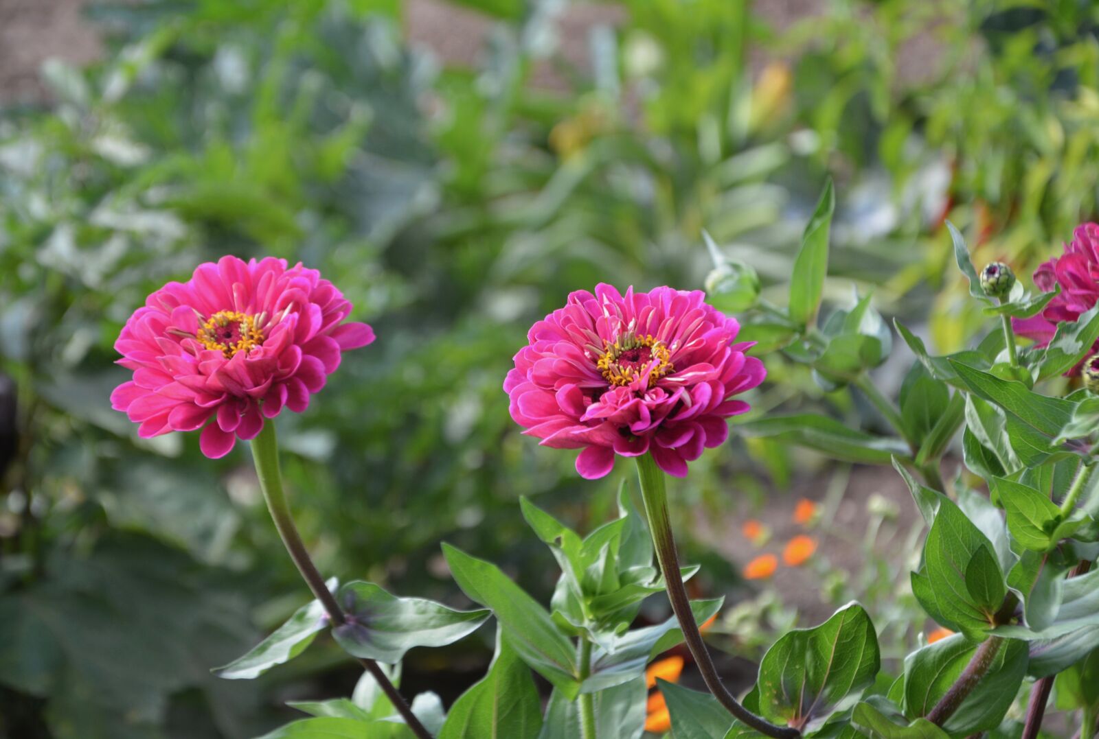 Nikon D5200 sample photo. Flowers, plants, flowering plant photography