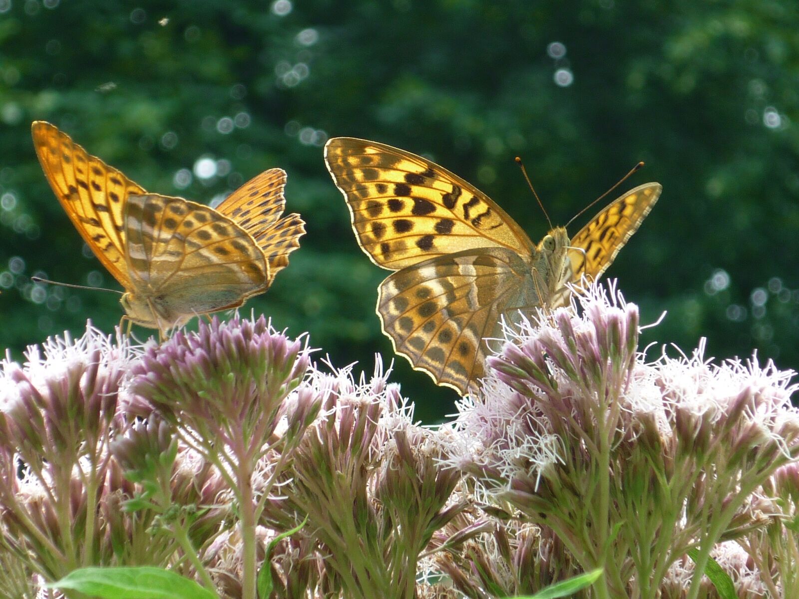 Panasonic Lumix DMC-FS6 sample photo. Fritillary, nature, butterfly photography