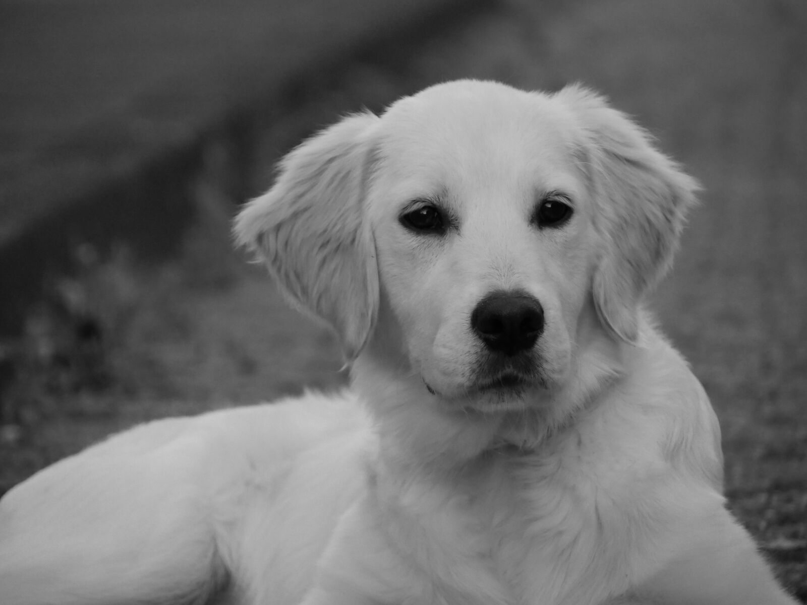 Panasonic DMC-G70 sample photo. Dog, magic, ears photography
