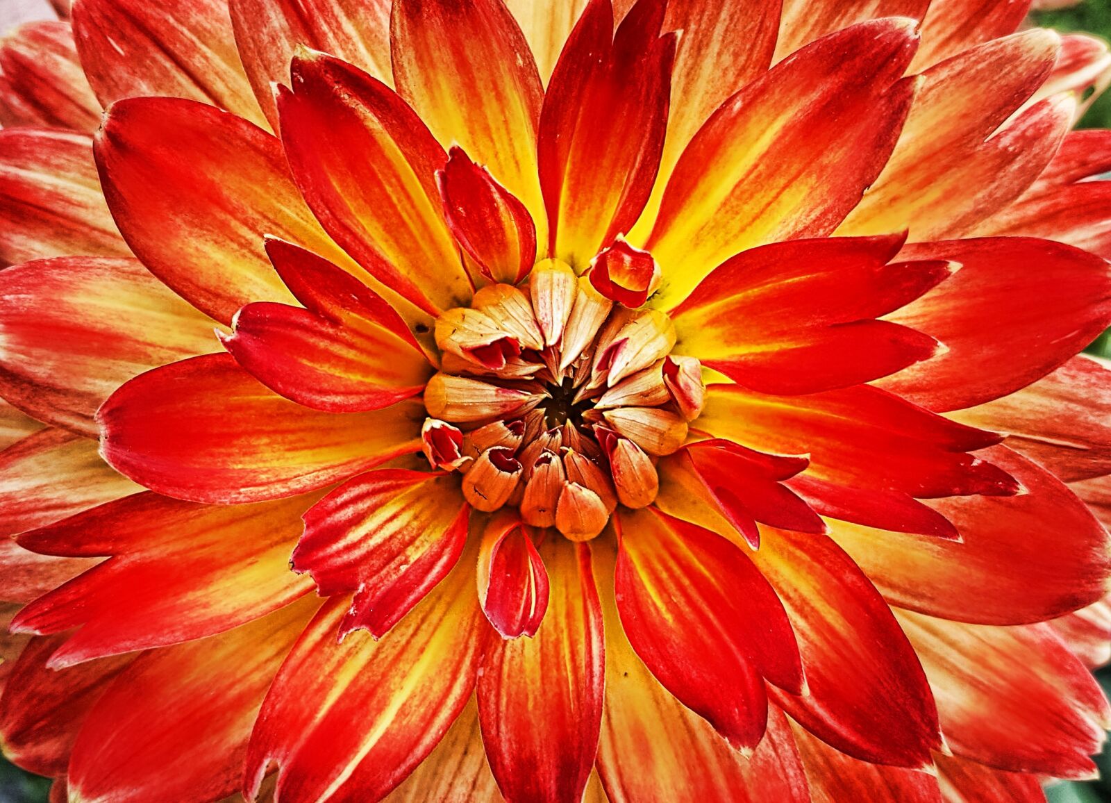 Samsung Galaxy S6 sample photo. Flower, blossom, bloom photography