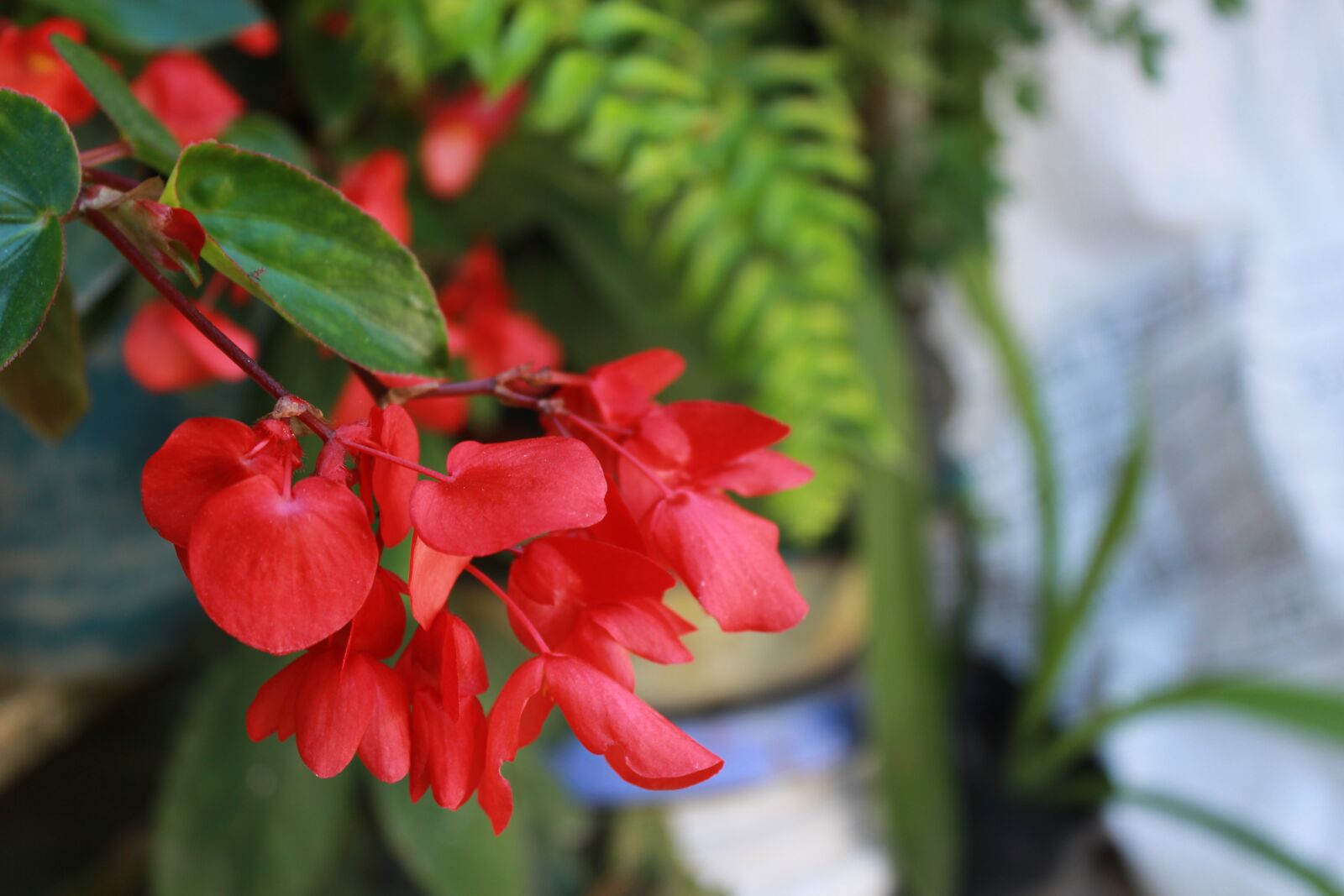 Canon EOS 600D (Rebel EOS T3i / EOS Kiss X5) sample photo. Network, beautiful, nature photography