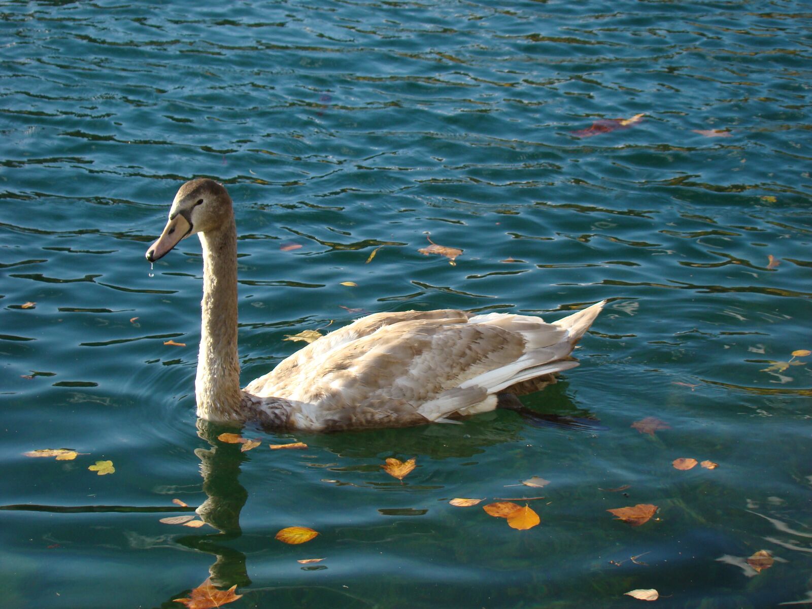 Sony DSC-H9 sample photo. Water, bird, lake photography