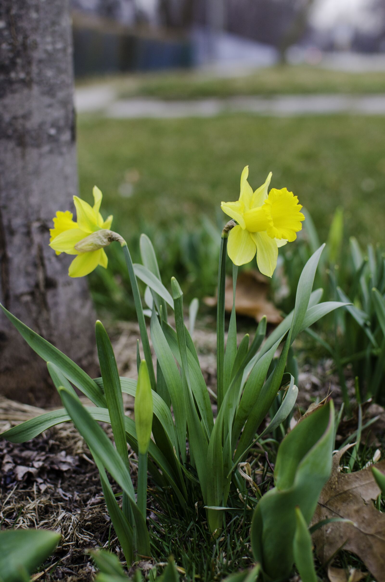 Nikon D7000 sample photo. Spring, easter, daffodil photography