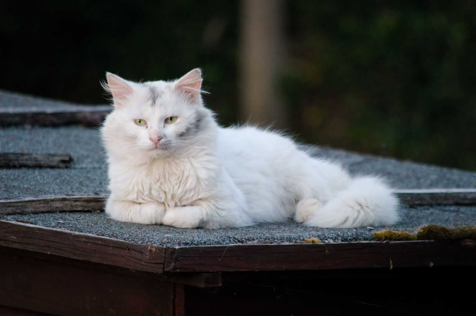 Nikon D3200 sample photo. White cat in twilight photography