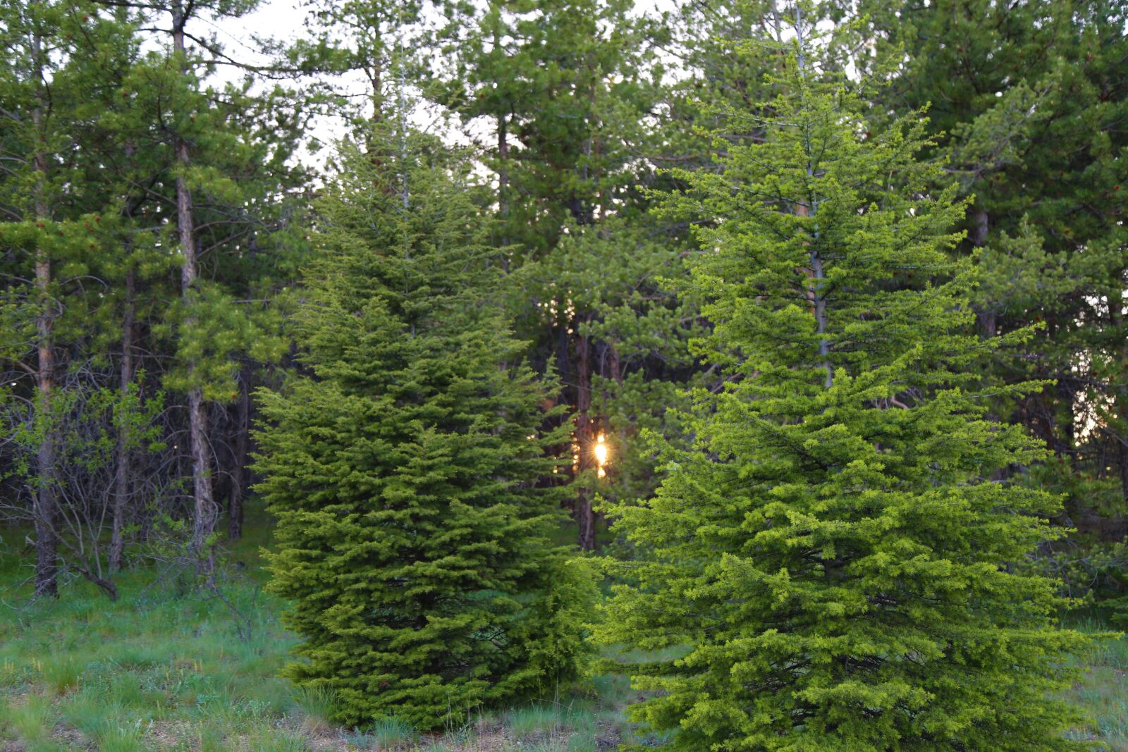Canon EF 24-105mm F4L IS USM sample photo. Tree, nature, pine photography
