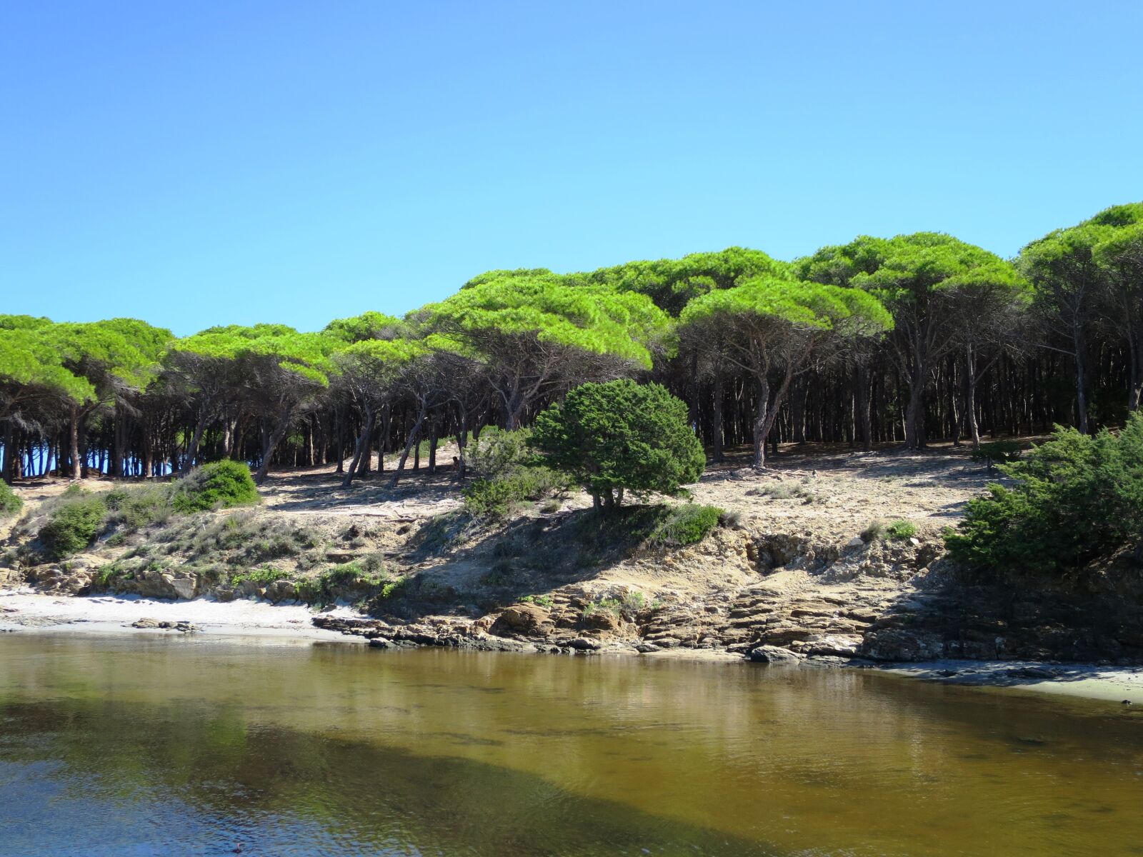 Canon PowerShot S120 sample photo. Pine forest, budoni, beach photography