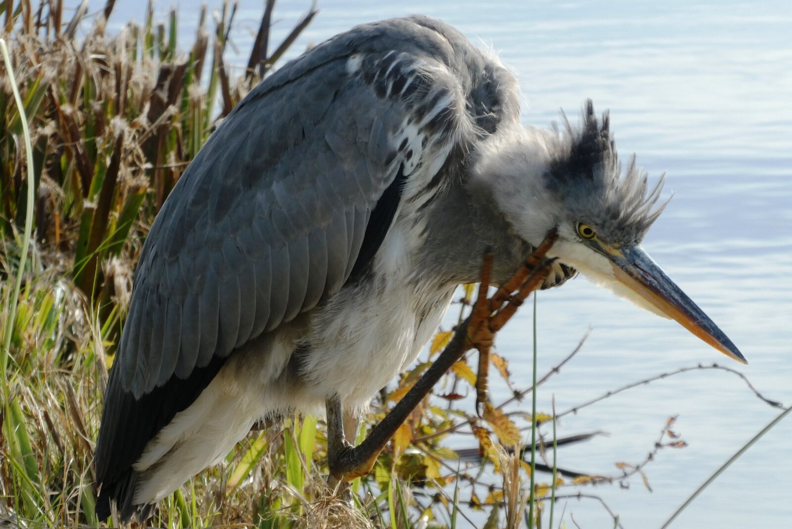 Panasonic Lumix DC-ZS70 (Lumix DC-TZ90) sample photo. Heron, ditch, feathers photography
