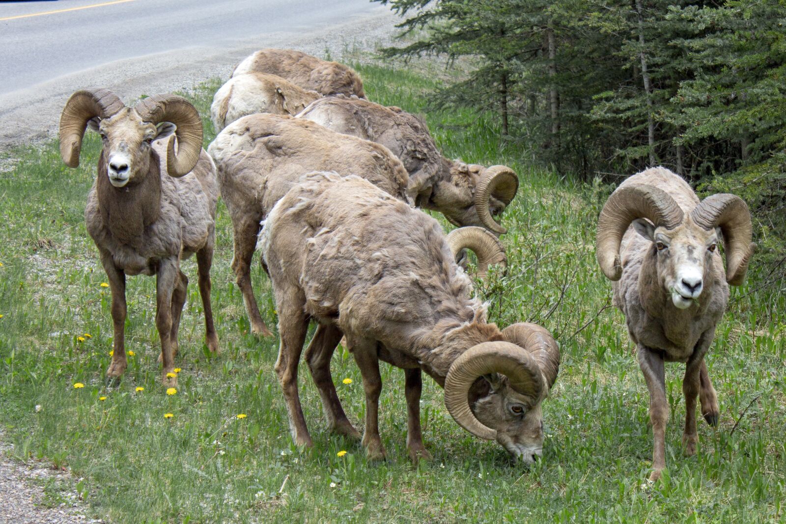 Canon EOS 1100D (EOS Rebel T3 / EOS Kiss X50) sample photo. Ram, herd, animals photography