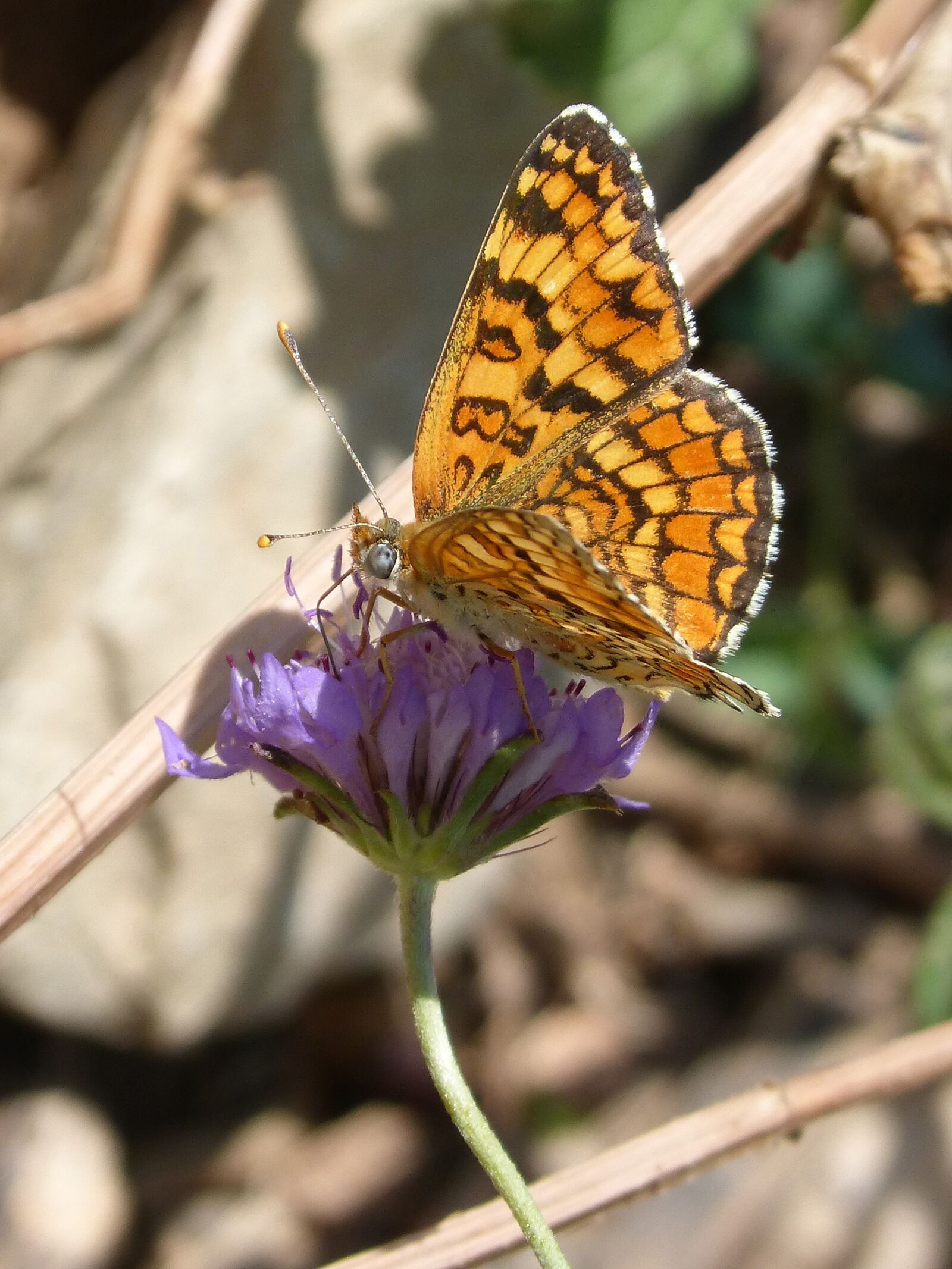 Panasonic DMC-FZ62 sample photo. Butterfly, libar, flower photography