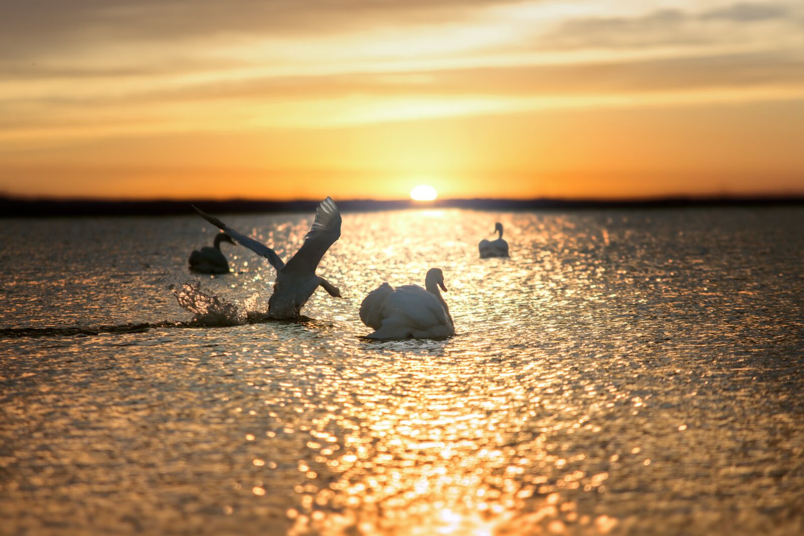 Nikon D7200 sample photo. Sunset, swan, waters photography