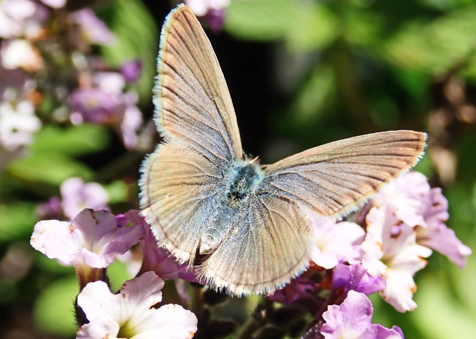 Olympus TG-5 sample photo. Butterfly, insect, flowers photography
