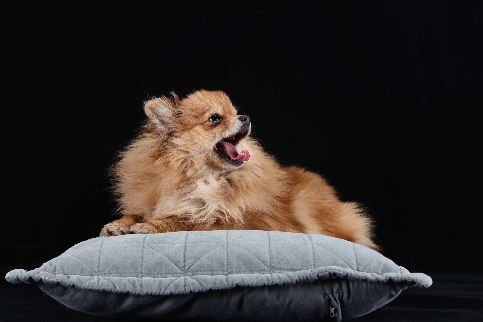 Canon EF 16-35mm F2.8L II USM sample photo. Pomeranian, dog, brown photography