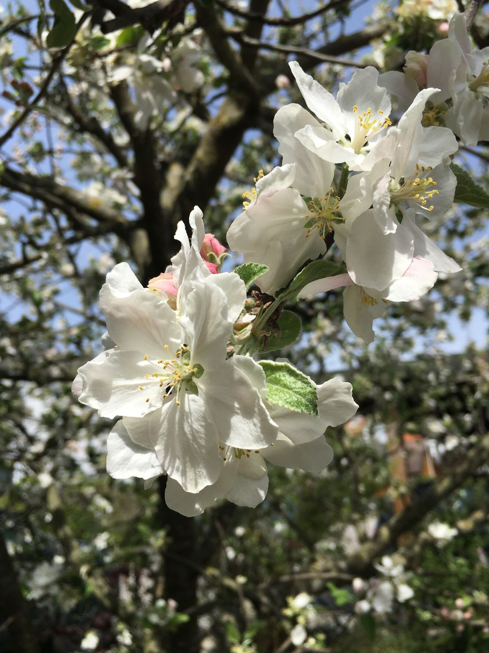 iPhone 6s Plus back camera 4.15mm f/2.2 sample photo. Spring flower, blossom, white photography