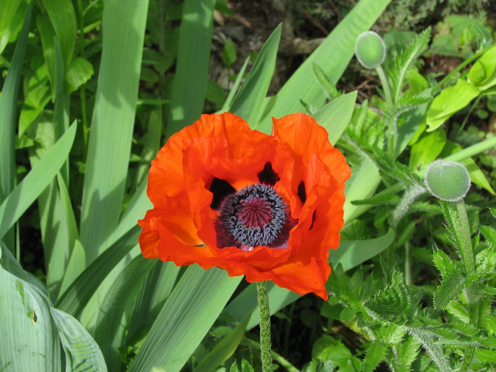 Canon POWERSHOT S5 IS sample photo. Poppy, bloom, flower photography