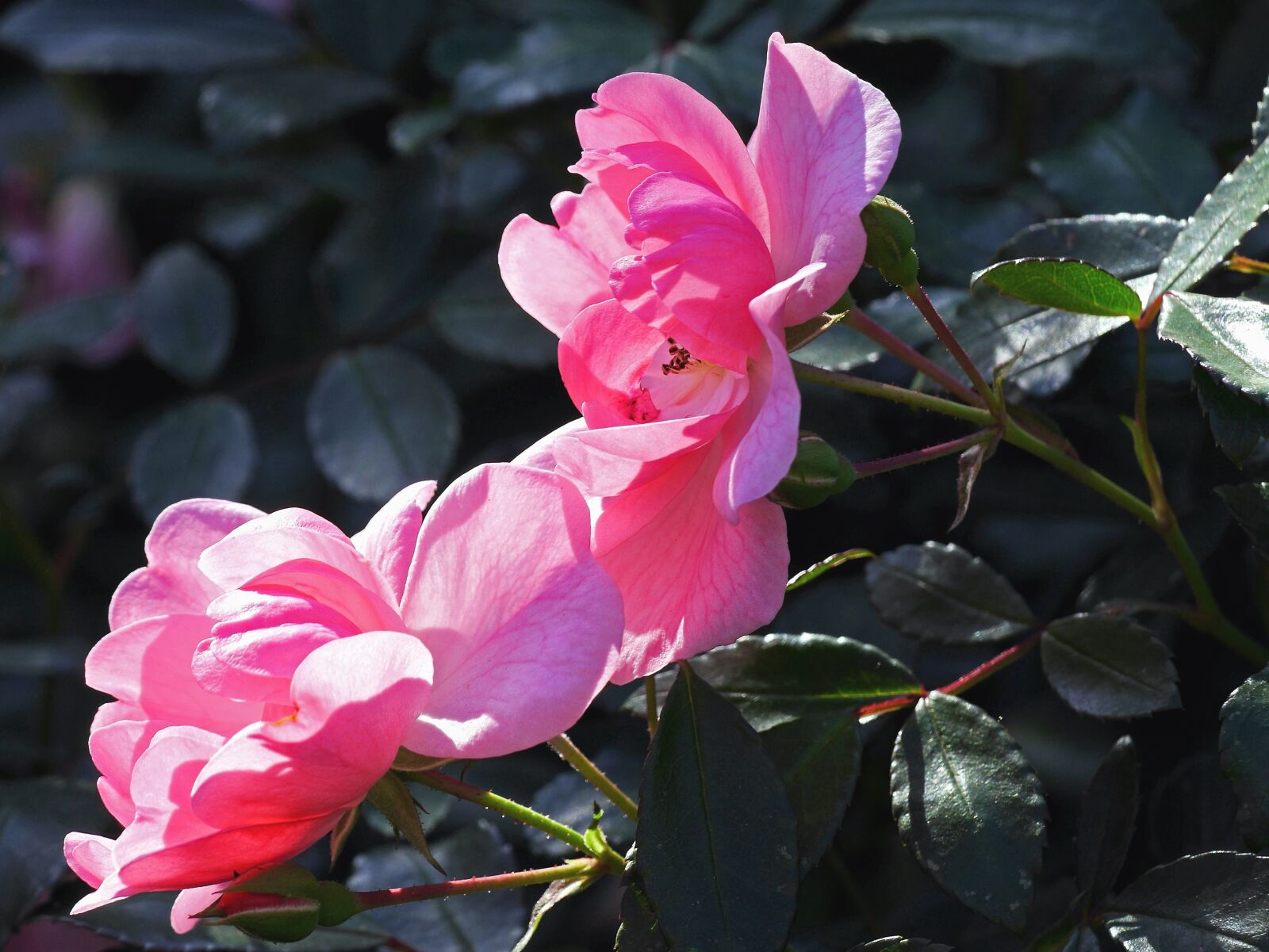 Panasonic Lumix DMC-GH3 sample photo. Petal, leaf, stem, rose photography