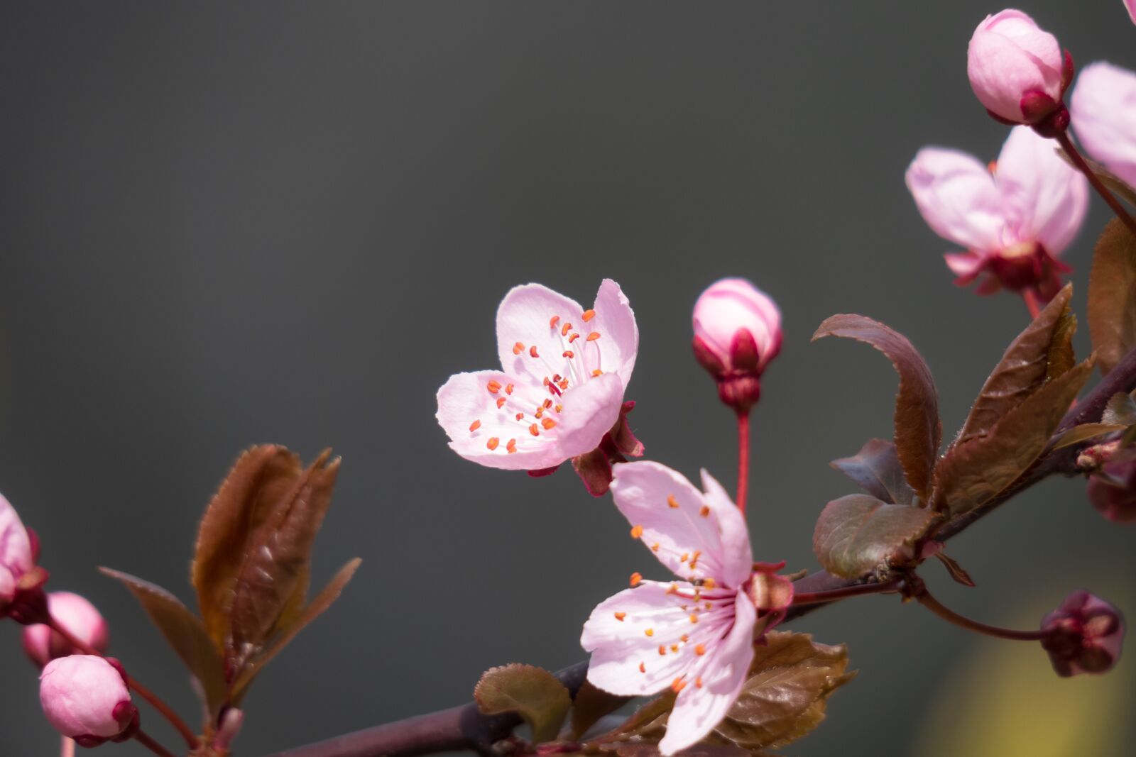 Canon PowerShot G3 X sample photo. Blood plum, cherry plum photography
