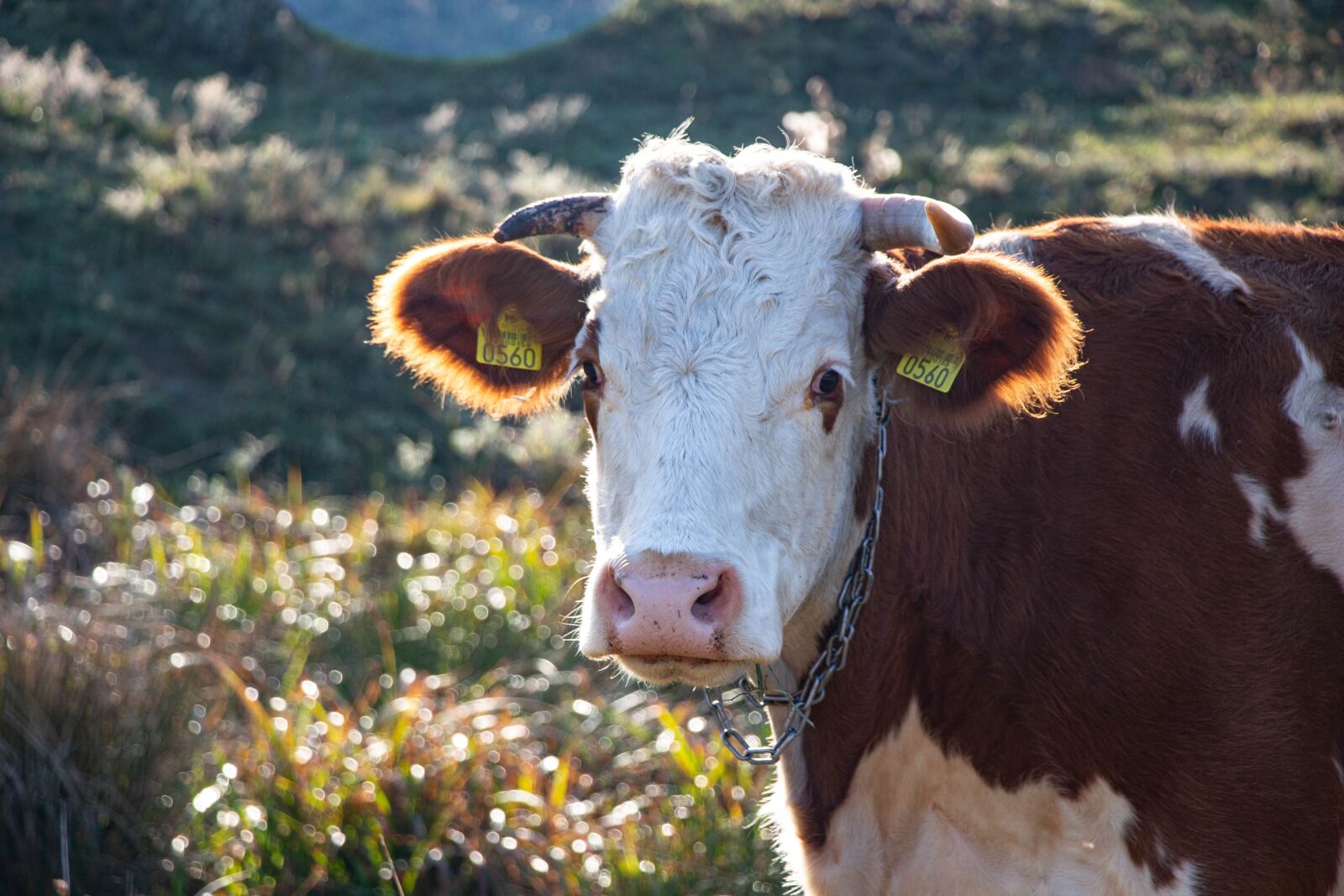 Canon EOS 100D (EOS Rebel SL1 / EOS Kiss X7) sample photo. Cow head, cow, pasture photography