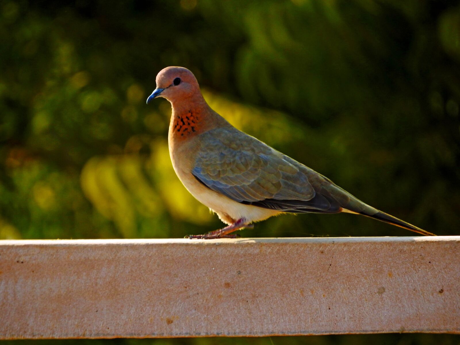 Nikon Coolpix P610 sample photo. Dove, bird, peace photography