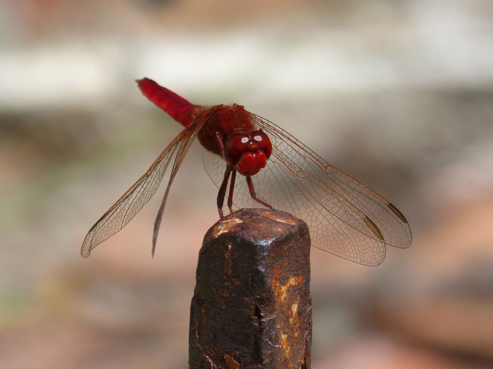 Panasonic DMC-FZ62 sample photo. Erythraea crocothemis, red dragonfly photography