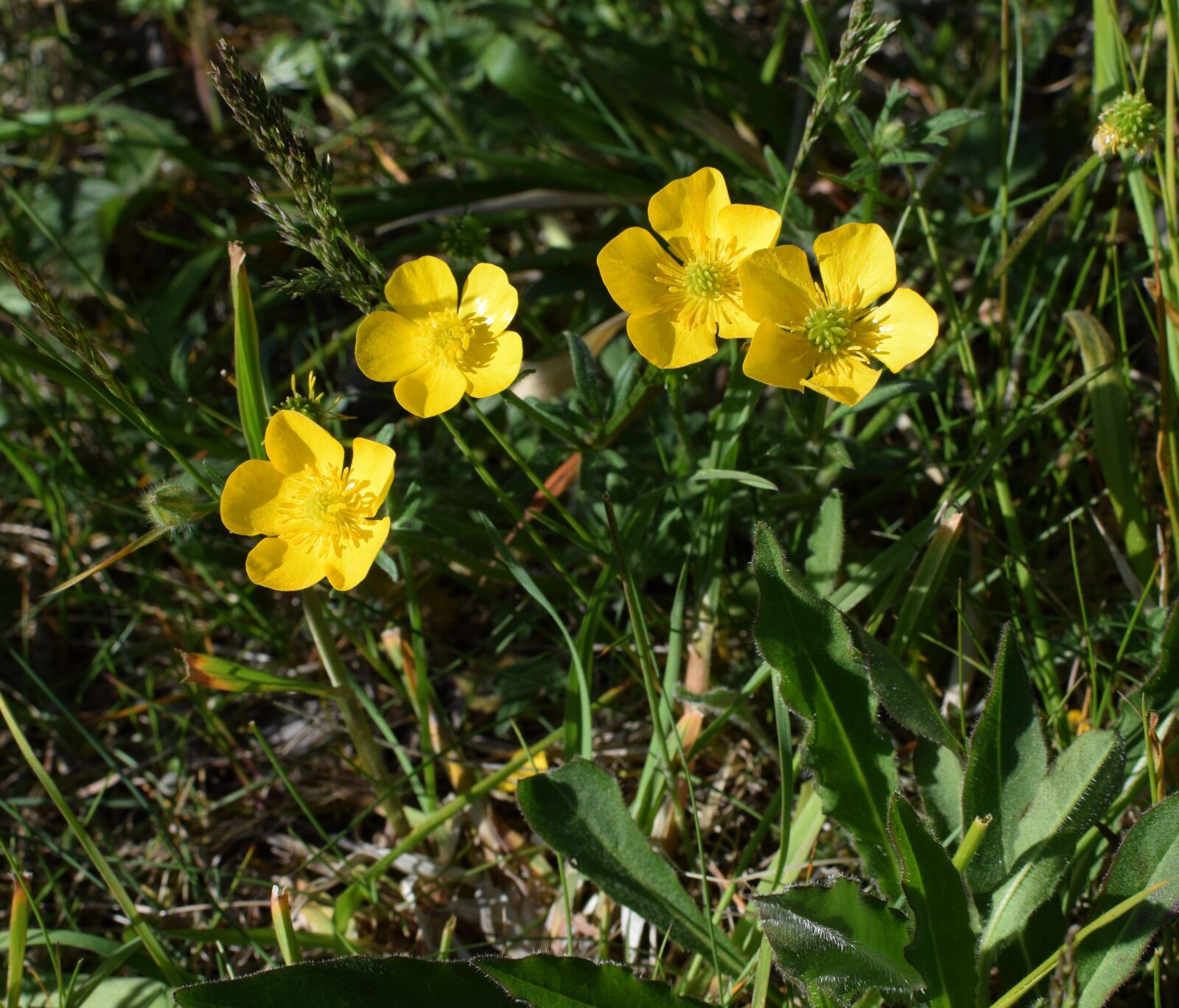 Nikon D5300 sample photo. Buttercups, buttercup, yellow flower photography