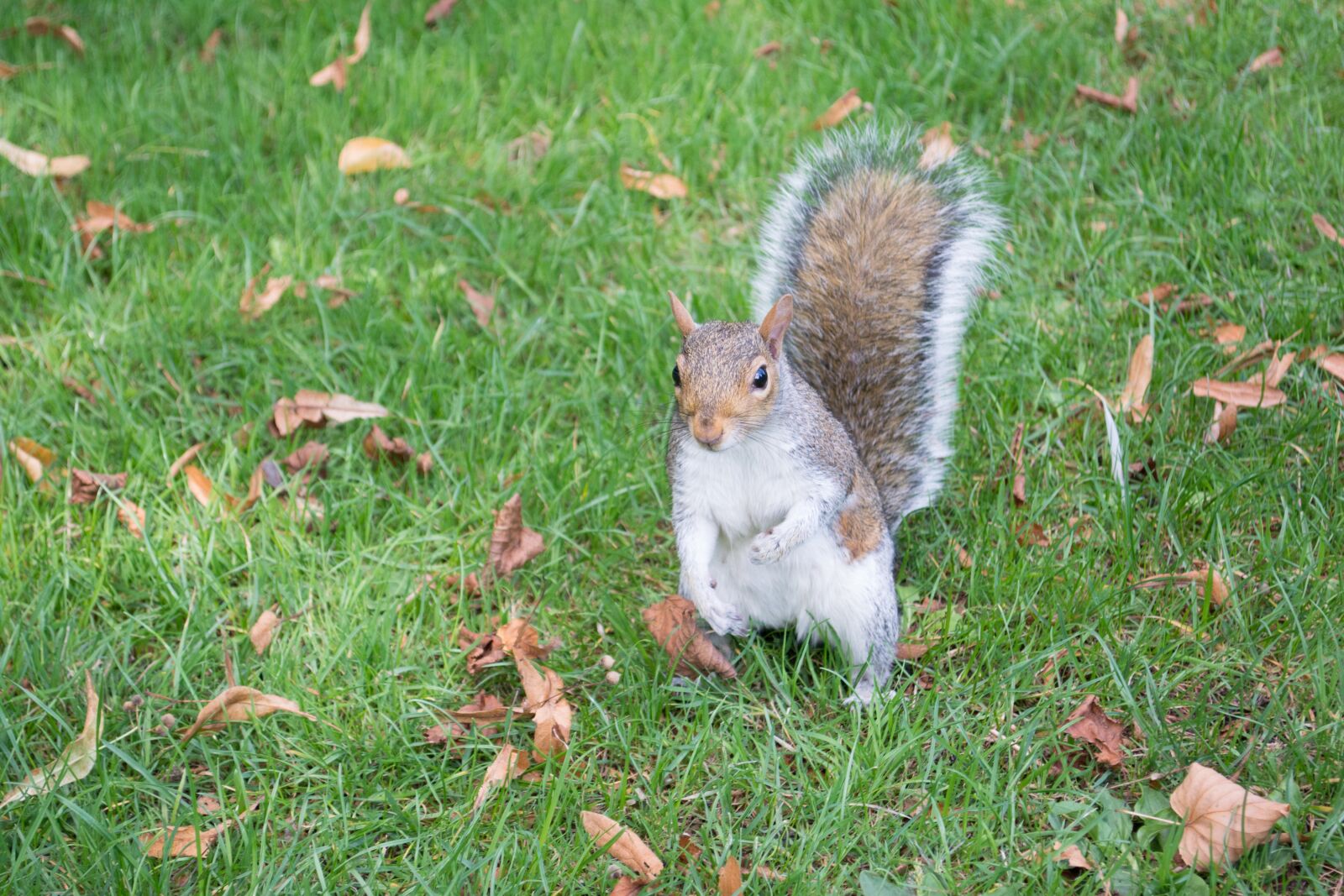 Nikon D5200 sample photo. London, squirrel, england photography
