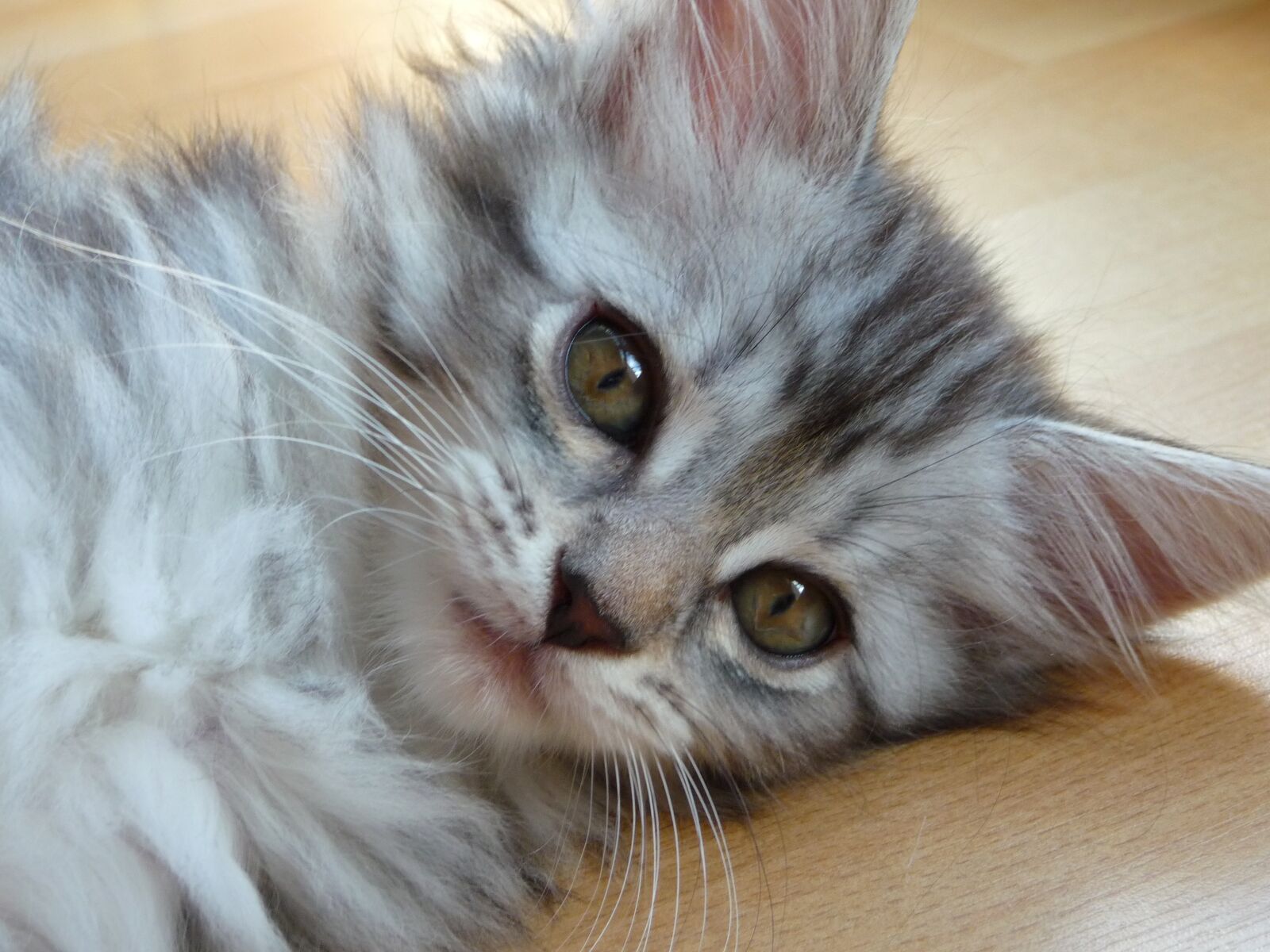 Panasonic Lumix DMC-TZ5 sample photo. Kitten, maine coon, grey photography