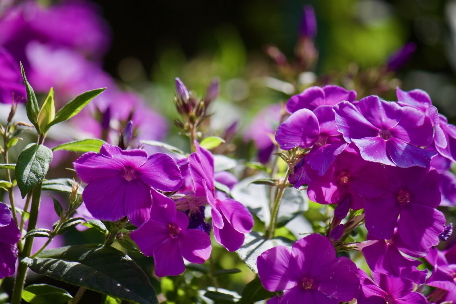 Canon EOS 500D (EOS Rebel T1i / EOS Kiss X3) sample photo. Phlox, garden, flower photography