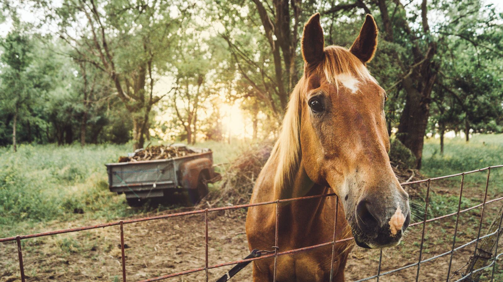 Sony DT 18-55mm F3.5-5.6 SAM II sample photo. Horse, farm, outdoors photography