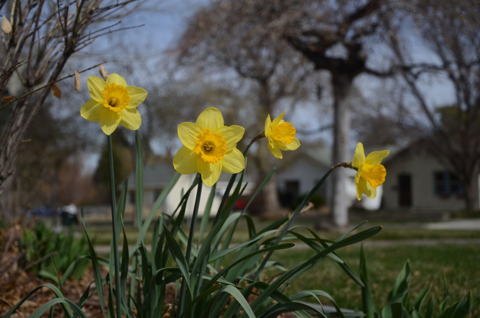 Nikon D7000 sample photo. Flowers, yellow, daffodils photography