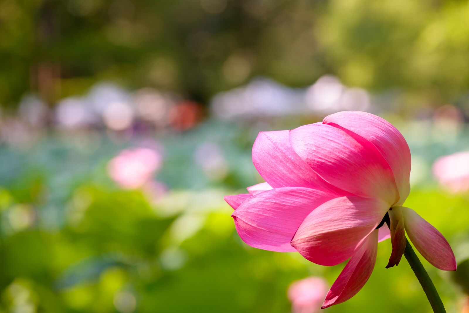 Nikon D600 sample photo. Lotus, aquatic, beautiful photography