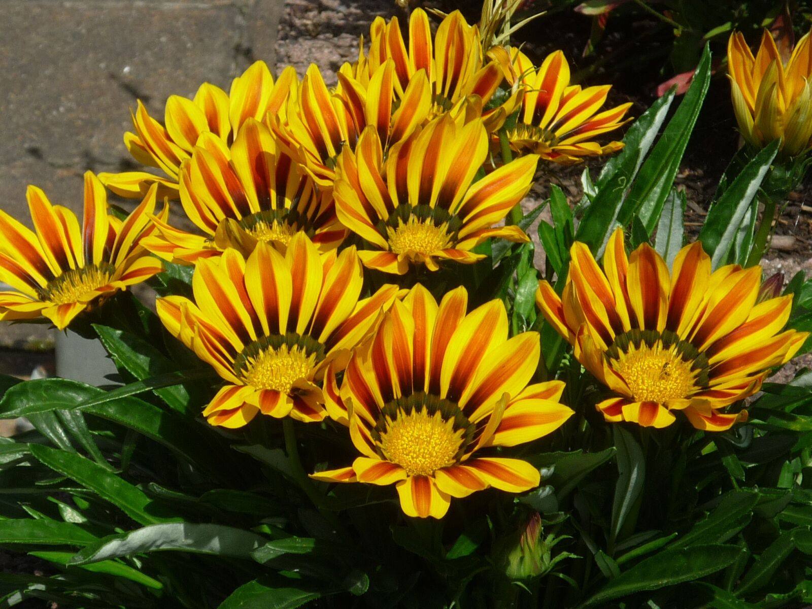 Panasonic Lumix DMC-FS6 sample photo. M dchenauge, magnificent flowers photography