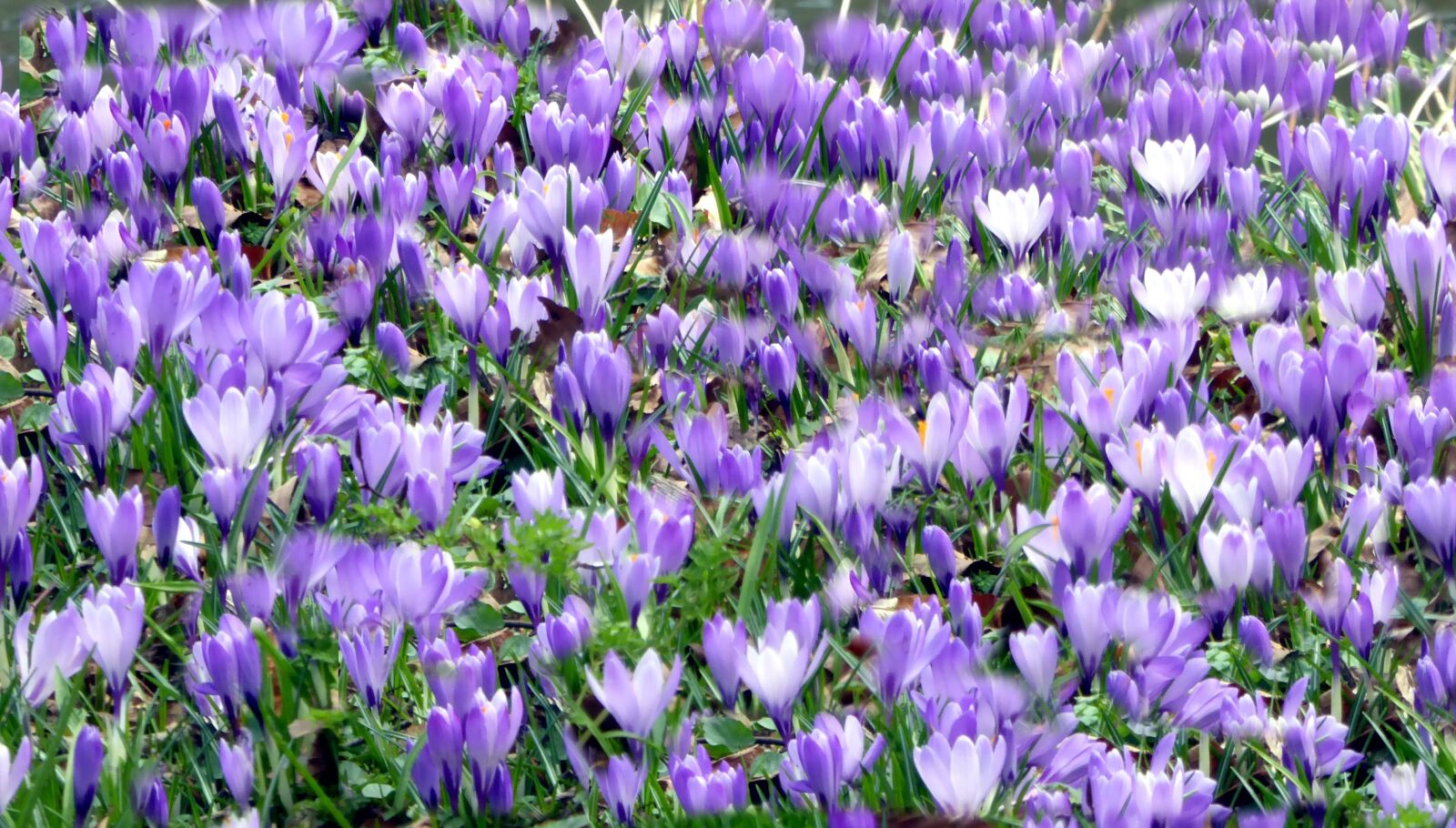 Panasonic DMC-TZ61 sample photo. Husum, spring flowers, crocus photography