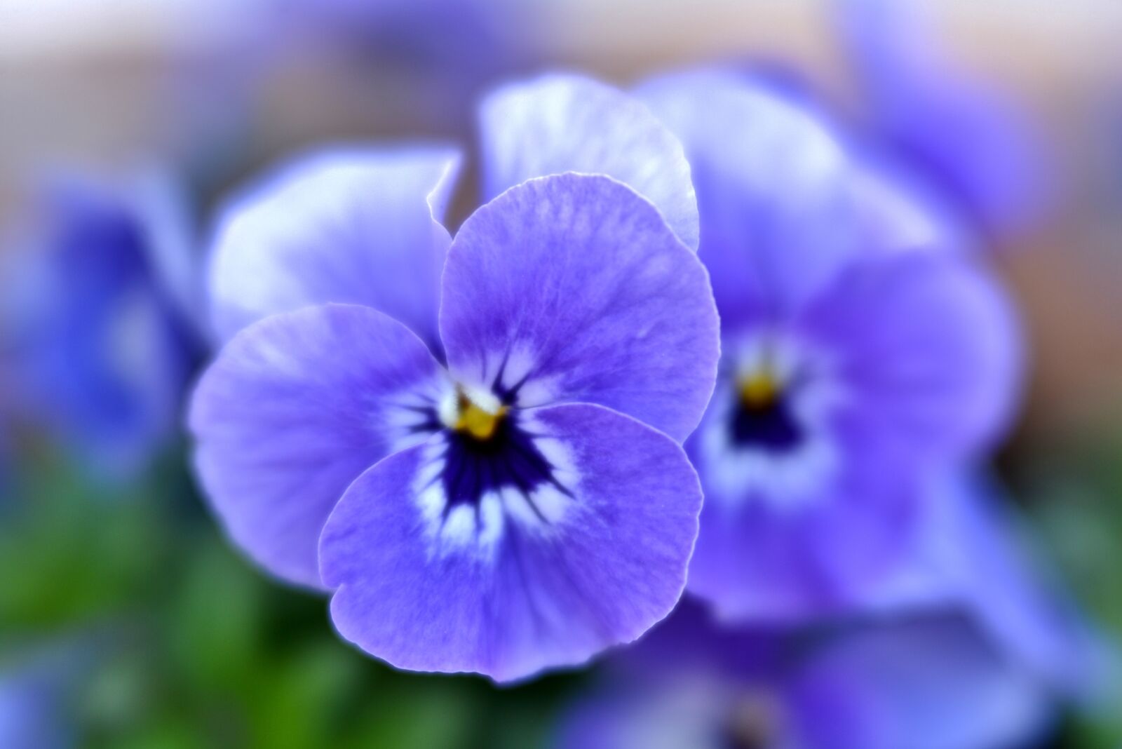 Nikon D600 sample photo. Violets, purple, lilac photography