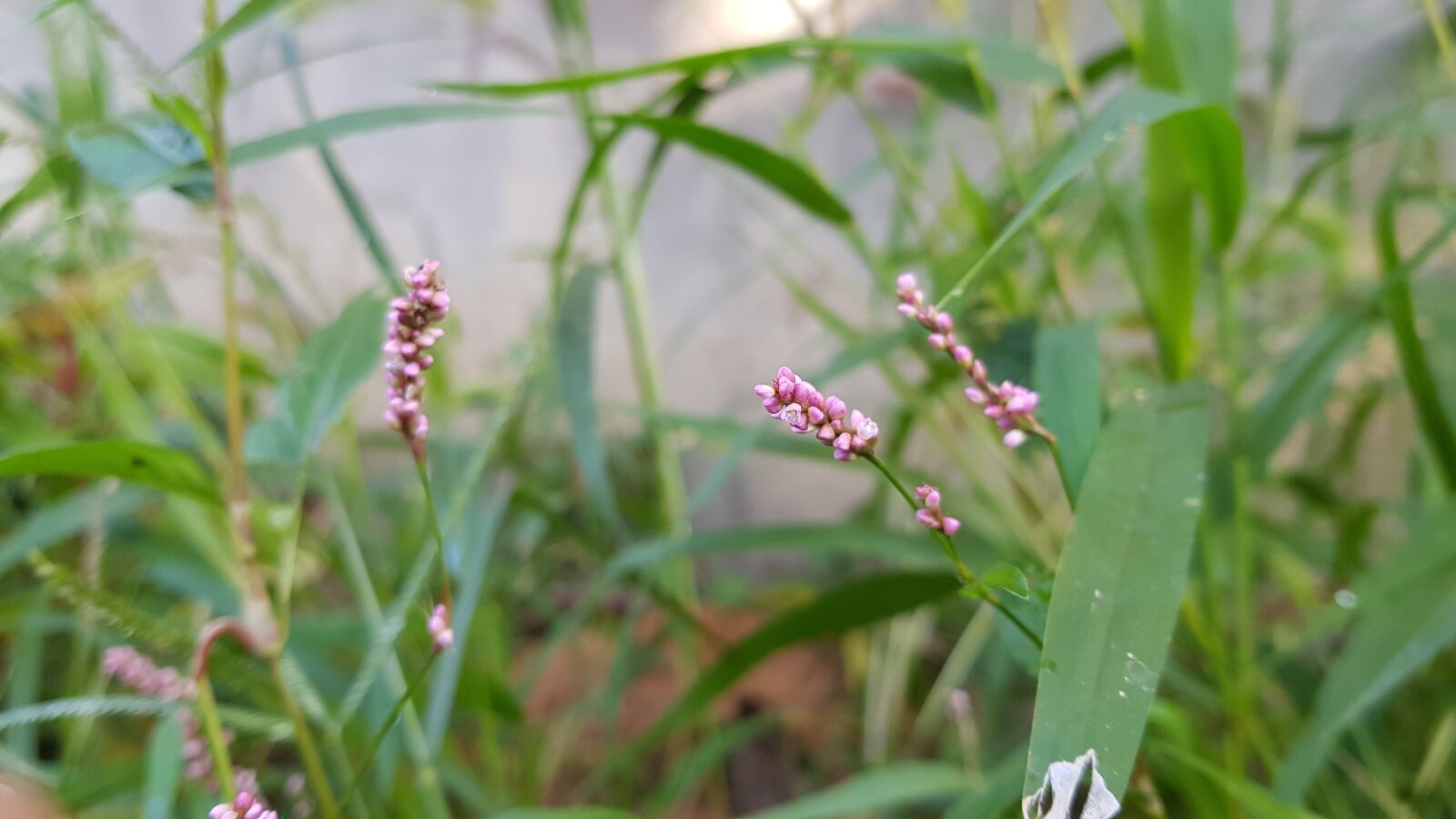 Samsung Galaxy S8+ sample photo. By the turn, flowers photography