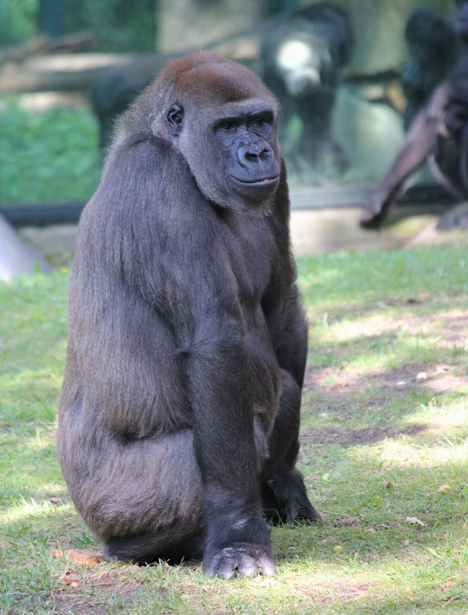Canon EOS 550D (EOS Rebel T2i / EOS Kiss X4) sample photo. Gorilla, primate, monkey photography