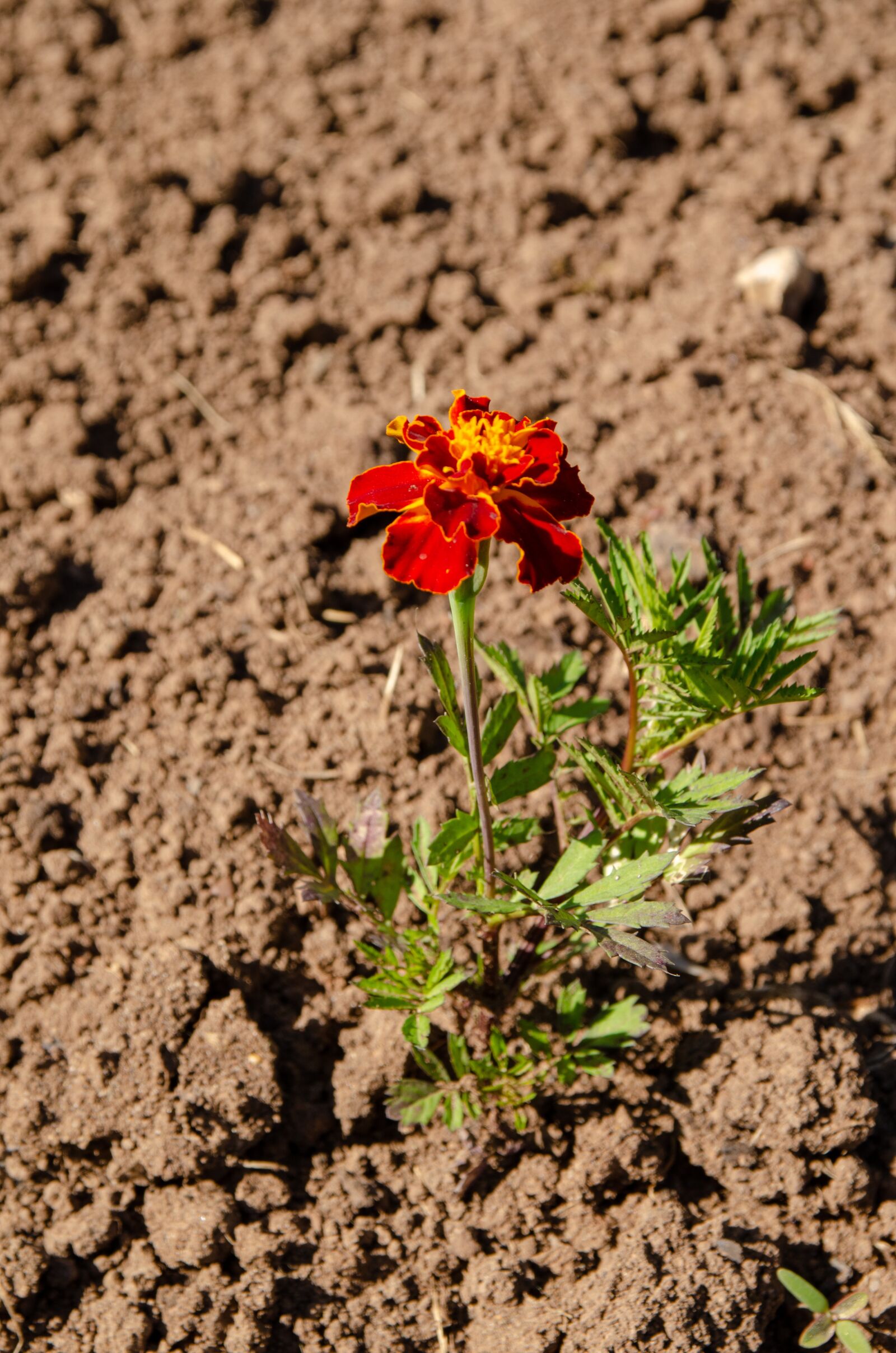 Nikon D7000 sample photo. Flowers, flower bed, garden photography