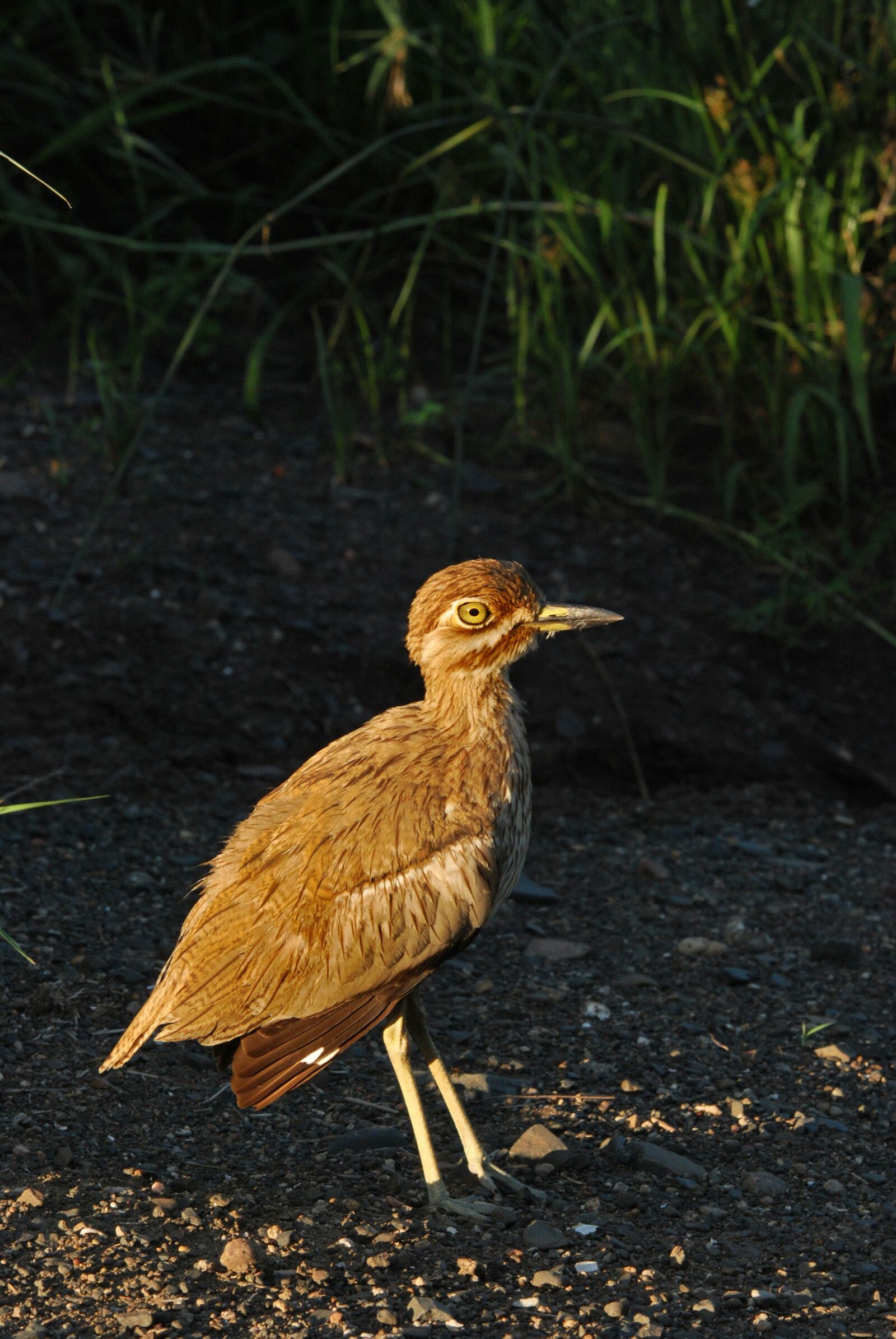 Nikon D60 sample photo. Animal, avian, beak, bird photography