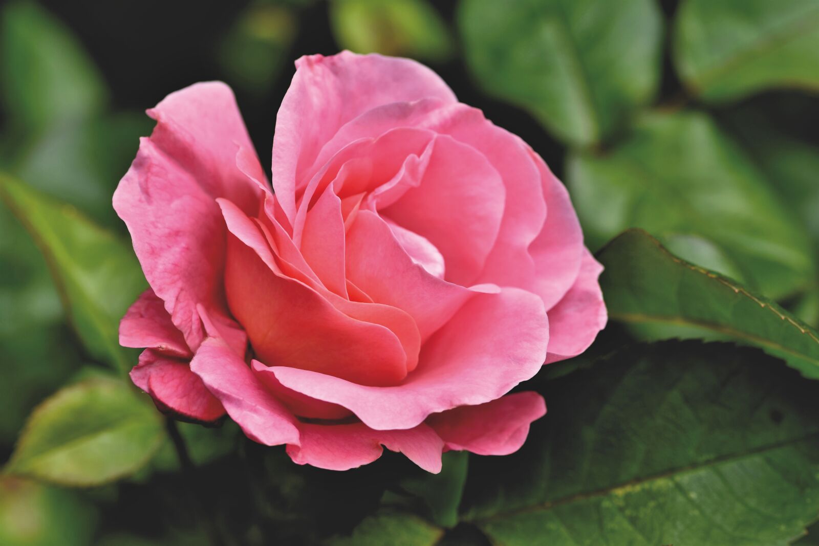 Nikon D7200 sample photo. Rose, rose bloom, garden photography