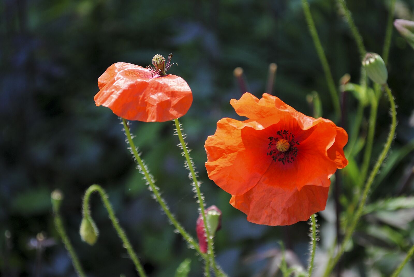 Nikon D3000 sample photo. Poppy, red, red poppy photography