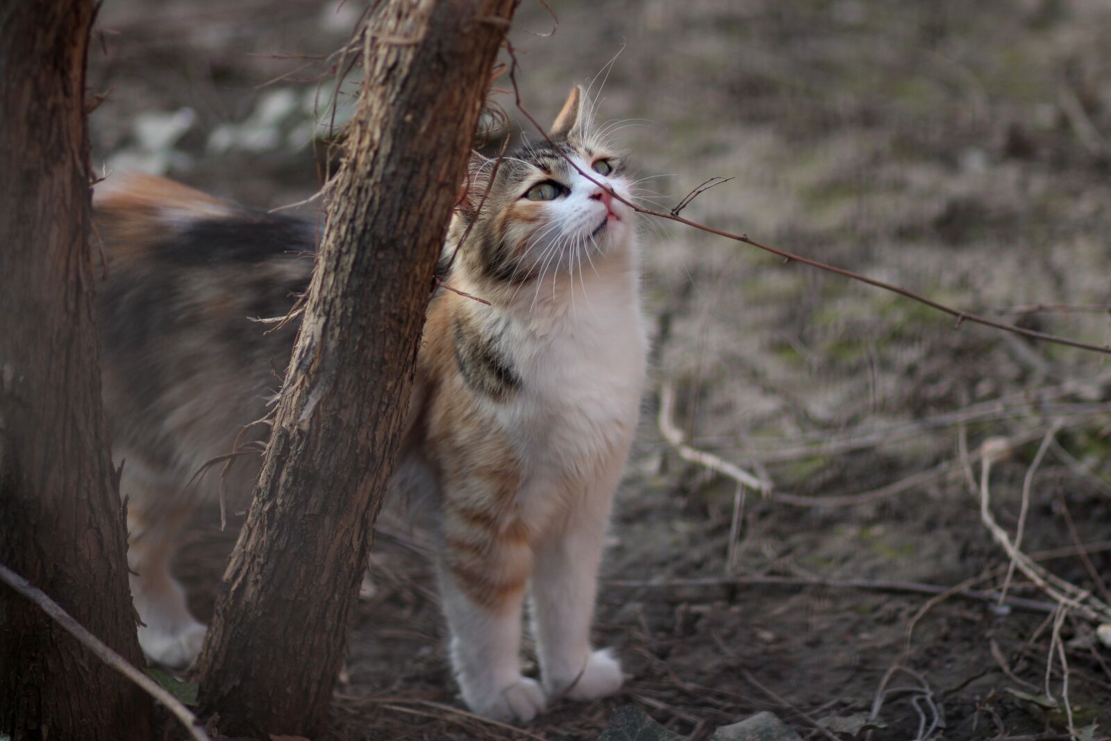 Canon EOS 700D (EOS Rebel T5i / EOS Kiss X7i) + Canon EF 85mm F1.8 USM sample photo. Cat, coloring, pet photography