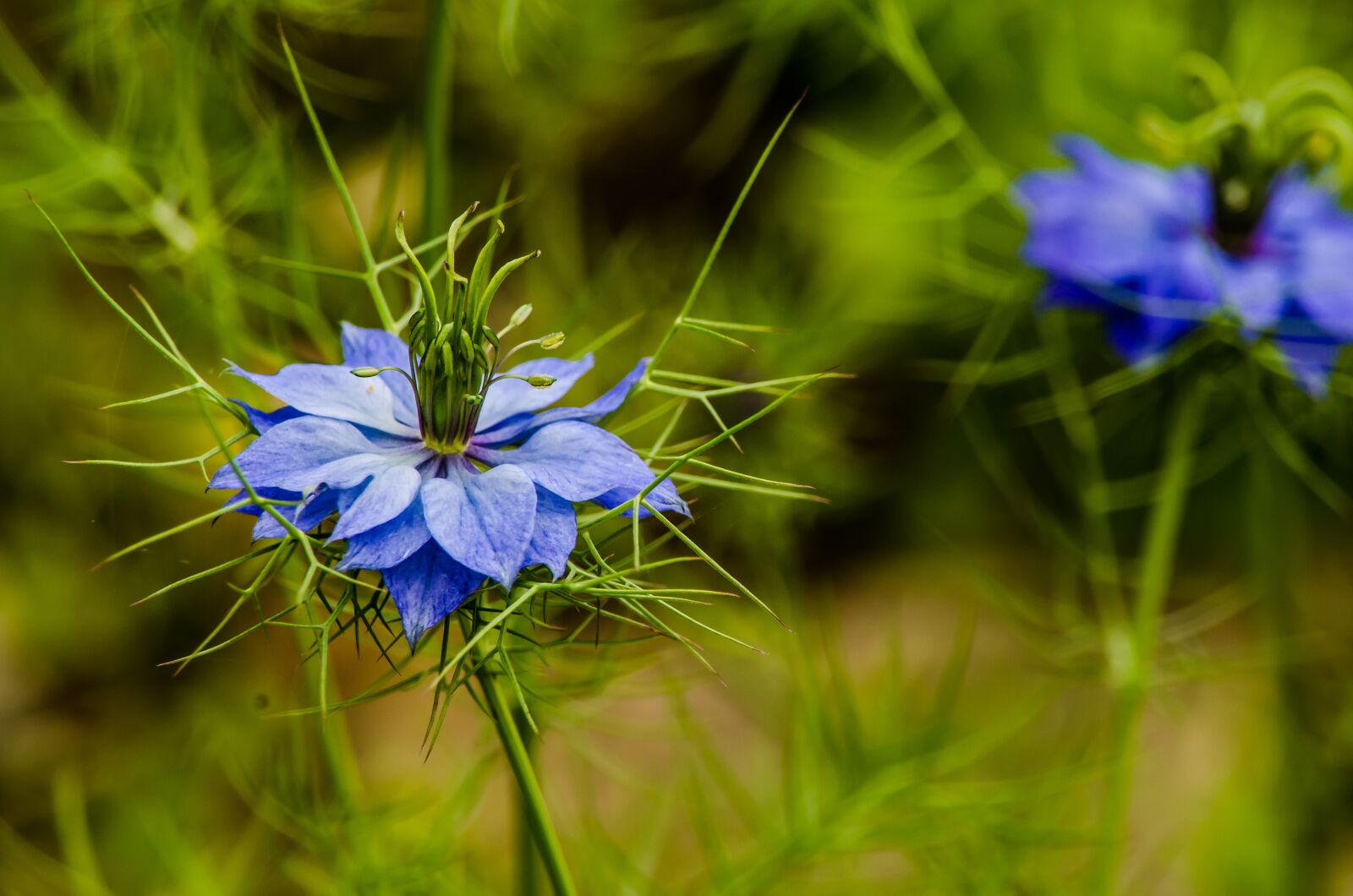 Nikon D5100 sample photo. Flower, flora, blue photography