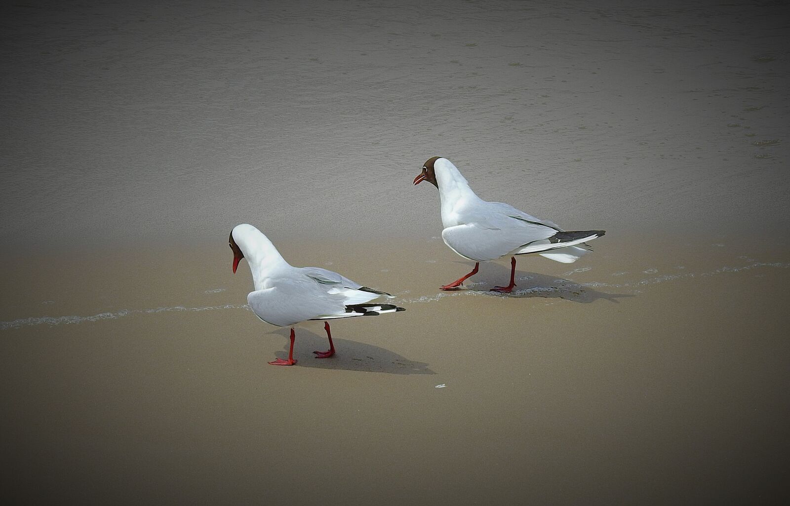 Nikon Coolpix P900 sample photo. The seagulls, walk on photography