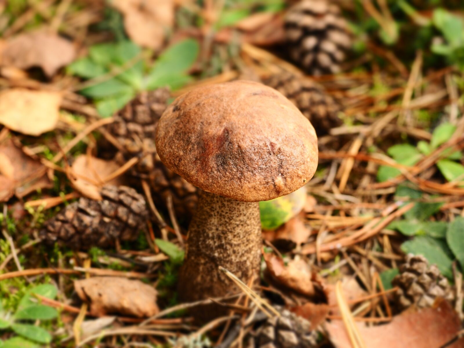 Sigma 60mm F2.8 DN Art sample photo. Mushroom, forest, nature photography