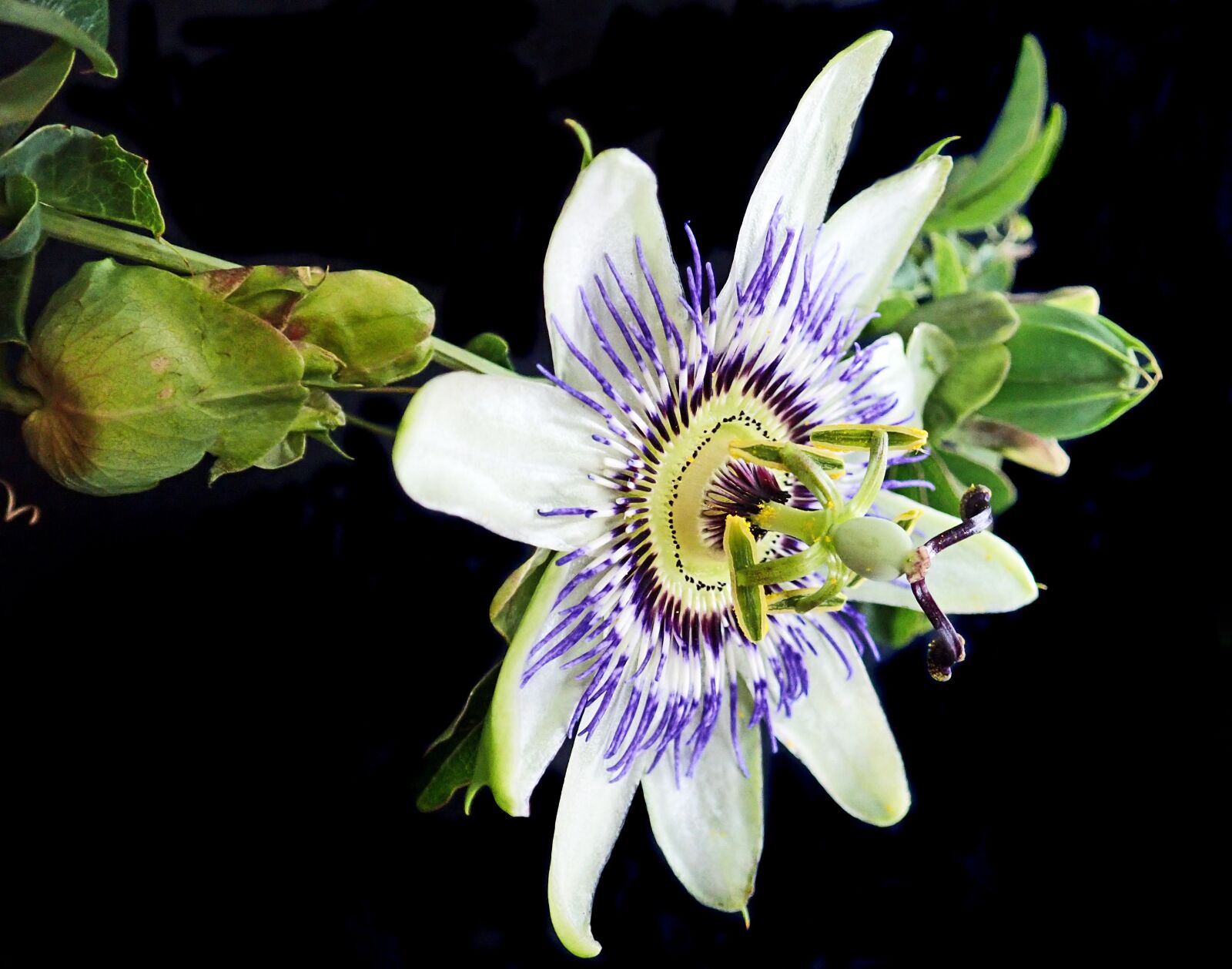 Olympus TG-5 sample photo. Flower, passion fruit, vine photography
