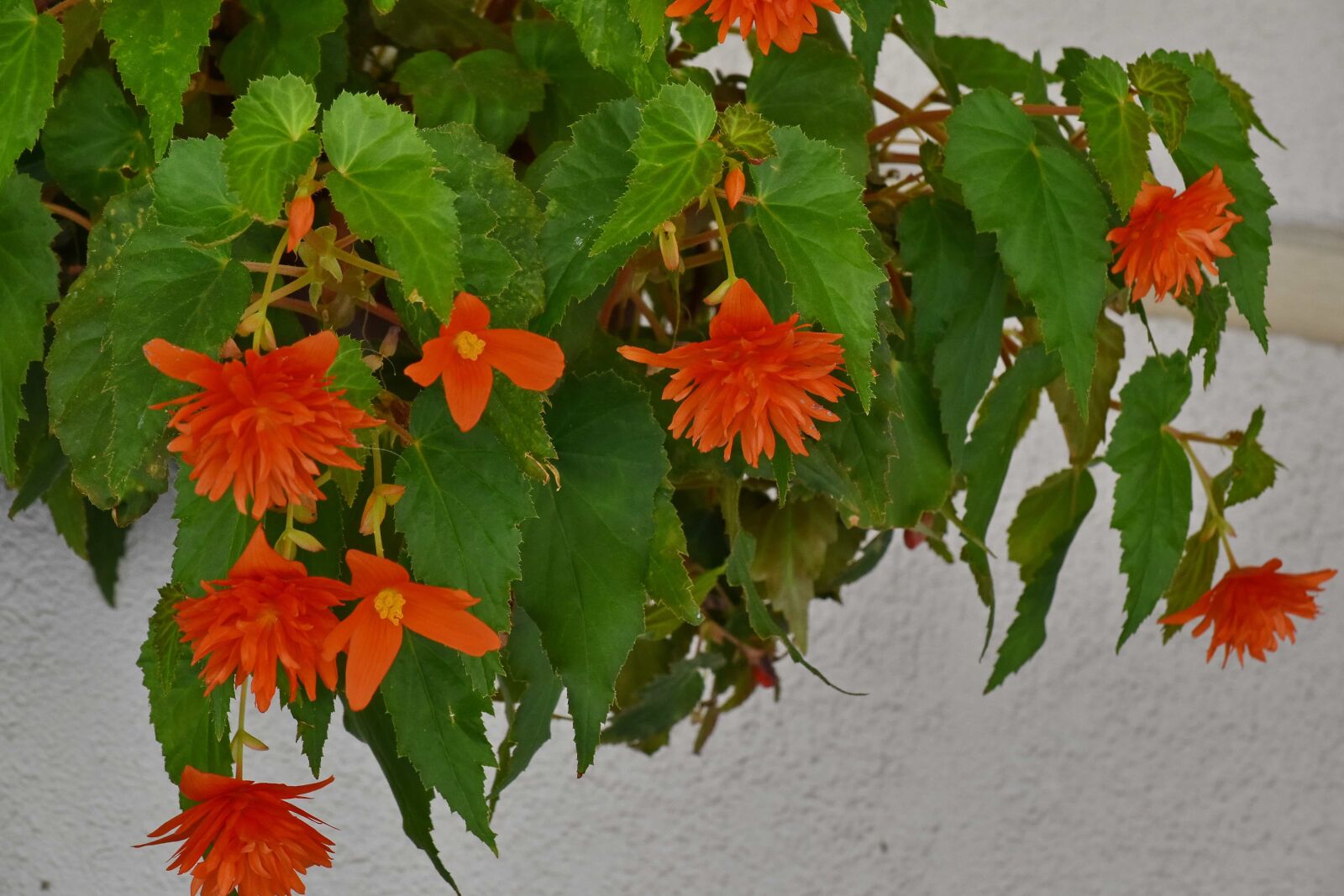 Nikon D5500 sample photo. Flowerpot, plant, leaves, flower photography