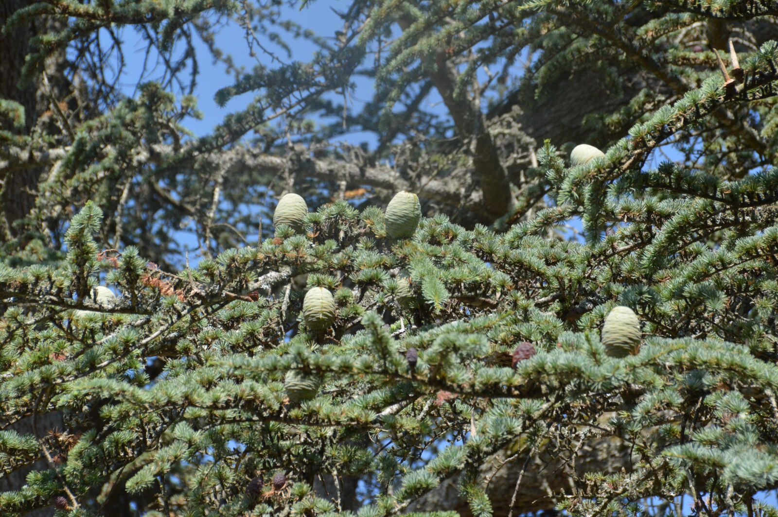 Nikon D3200 sample photo. Trees, fruit, fir photography
