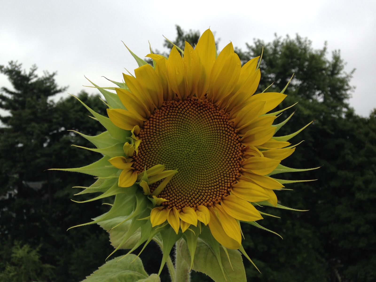 iPhone 5 back camera 4.12mm f/2.4 sample photo. Sunflower, shy, visit photography