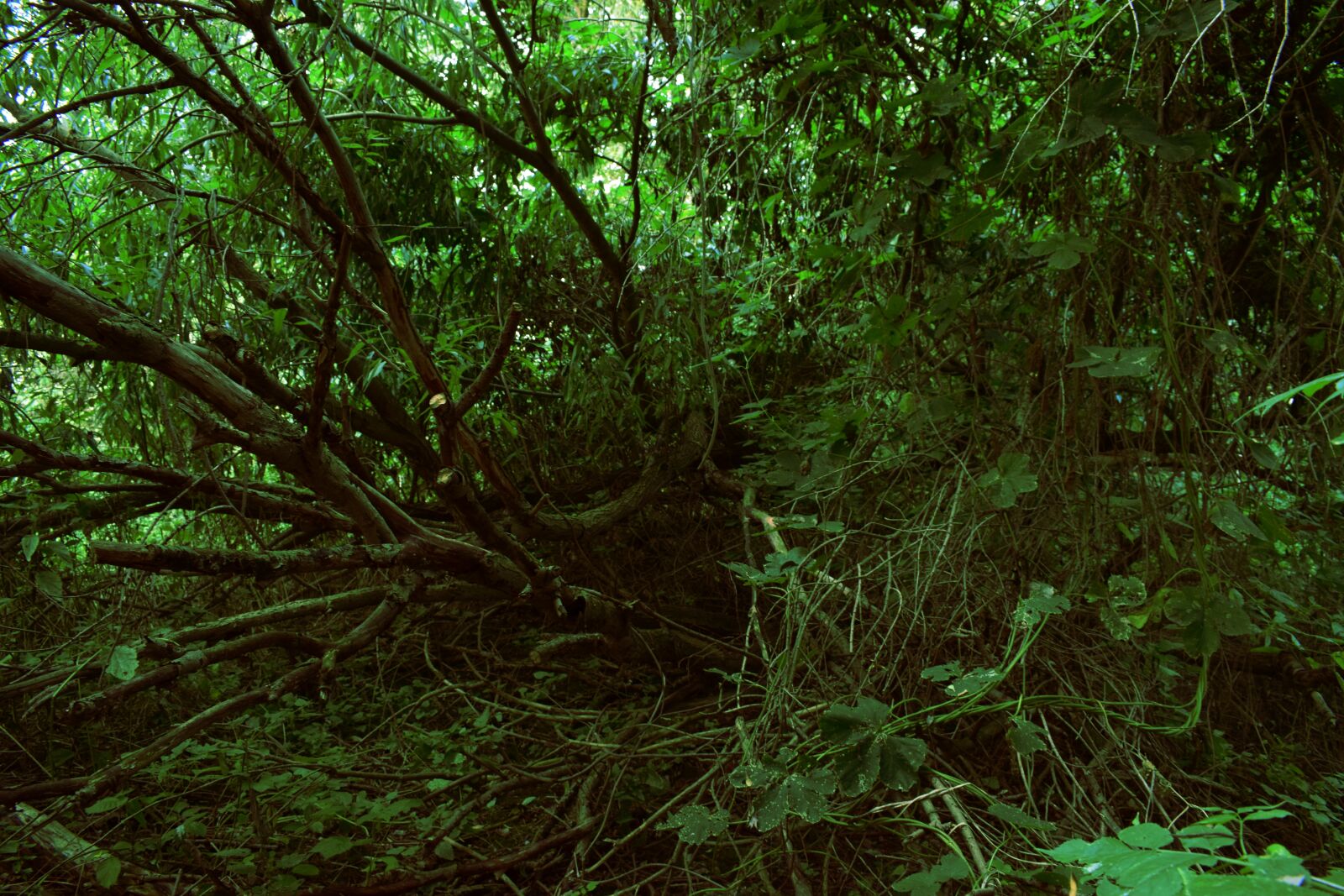 Nikon D3300 + Nikon AF-P DX Nikkor 18-55mm F3.5-5.6G sample photo. Day, forest, green, jungle photography