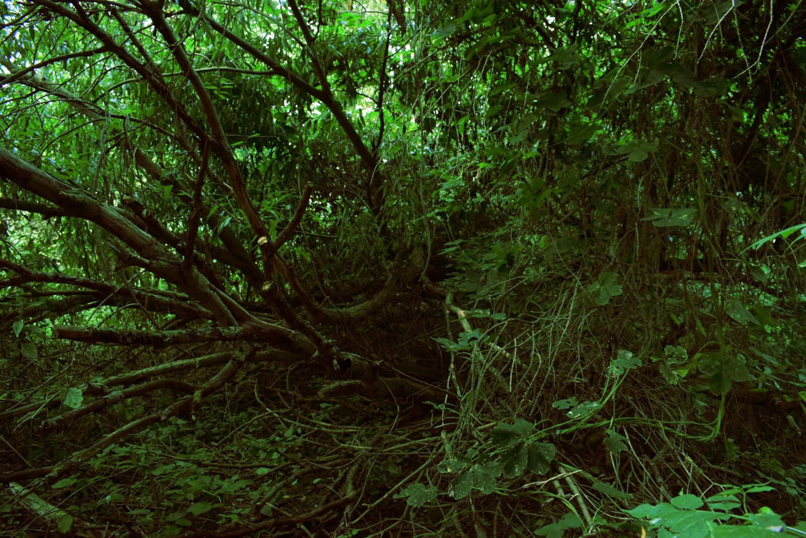 Nikon AF-P DX Nikkor 18-55mm F3.5-5.6G sample photo. Day, forest, green, jungle photography